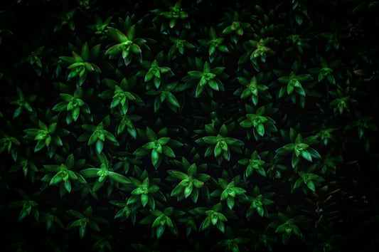 Is Kratom Harmful? Examining the Tampa Bay Times Hit Piece and American Kratom Association Response